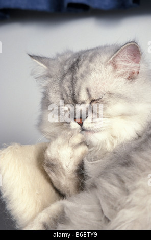 Silber getupft Perserkatze waschen seine Pfoten Stockfoto