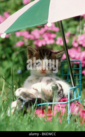 süße Tabby Kätzchen sitzen in Miniatur Gartenstuhl unter brolly Stockfoto