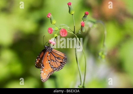 Königin Schmetterling, Danaus Gilippus in Florida Everglades Nationalpark Stockfoto
