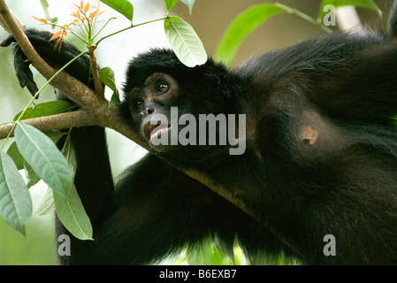 KOLUMBIANISCHE schwarz oder BROWN-HEADED Klammeraffe Ateles fusciceps Stockfoto