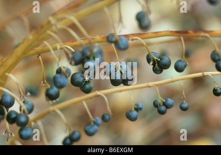 eckige Salomonssiegel (Polygonatum Odoratum), Früchte Stockfoto