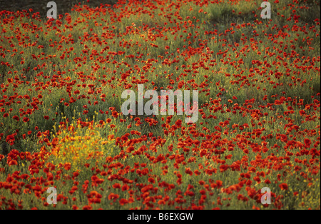 gemeinsamen Mohn, Klatschmohn, roter Mohn (Papaver Rhoeas), Wiese mit Mohn Blumen, Griechenland, Zuge, Samothraki Stockfoto