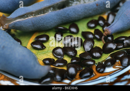 Toten Mannes Finger, blaue Bohne Strauch, blaue Bohne Baum (Decaisnea Fargesii), blaue Früchte und schwarzen Samen Stockfoto