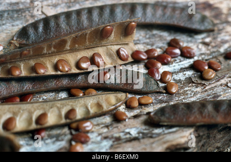 Spanischer Ginster (Spartium Junceum), Samen Stockfoto