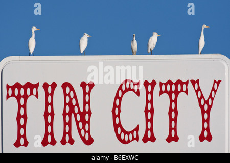 Silberreiher, Ardea Alba, Tin City, Naples, Florida Stockfoto