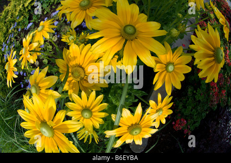 Black eyed Susans Rudbeckia Hirta Montreal Quebec Kanada Stockfoto