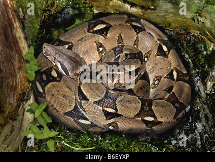 Red-tailed Boa (Boa Constrictor), Lys aufgerollt im Wald Stockfoto