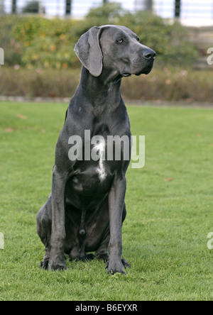 Weimaraner (Canis Lupus F. Familiaris), blaue Weimaraner sitzen in Rasen Stockfoto
