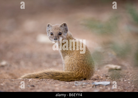 Afrika Namibia Keetmanshoop junge gelbe Mongoose Cynictis Penicillata sitzen in der Namib-Wüste Stockfoto