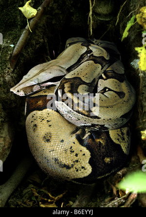 Red-tailed Boa (Boa Constrictor), Lys im Regenwald Stockfoto