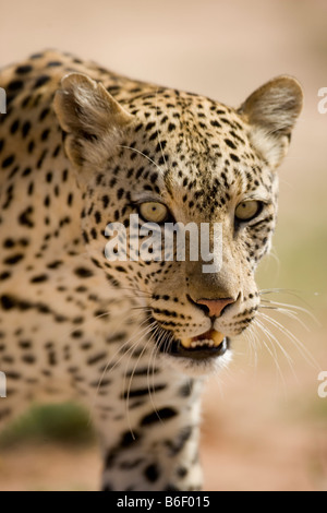 Südafrika Kgalagadi Transfrontier Park Erwachsene weibliche Leoparden Panthera Pardus in der Kalahari-Wüste Stockfoto