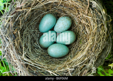 Fünf Amsel Eiern im Nest. Stockfoto