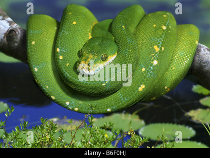 Grüner Baumpython (Chondropython Viridis, Morelia Viridis), aufgerollt auf Ast Stockfoto