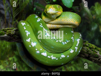 Smaragd Baum Boa (Corallus Caninus), zusammengerollt auf einem Ast Stockfoto