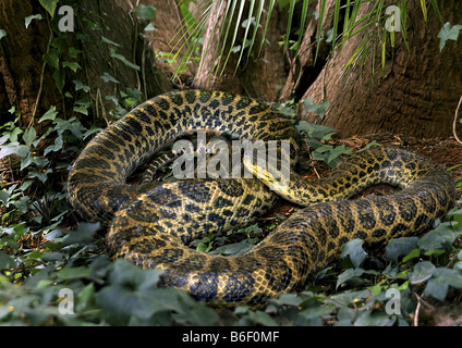 gelbe Anakonda (Eunectes Notaeus), auf Waldboden Stockfoto