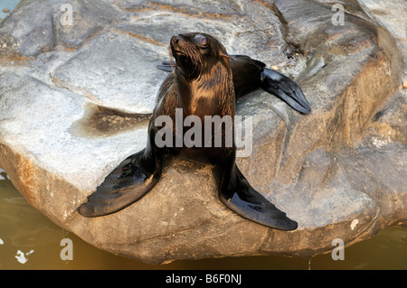 Südamerikanischen Seelöwen oder südlichen Seelöwe (Otaria Flavescens), Zoo in Buenos Aires, Argentinien, Südamerika Stockfoto