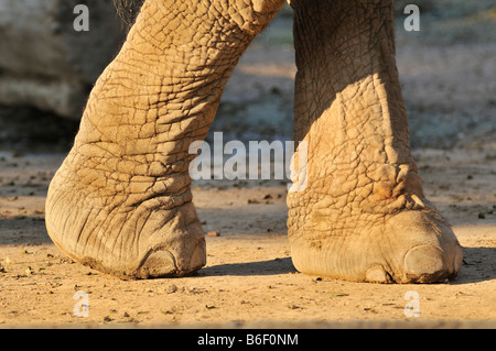 Asiatischer Elefant (Elephas Maximus), Beine, in einem Zoo in Buenos Aires, Argentinien, Südamerika Stockfoto