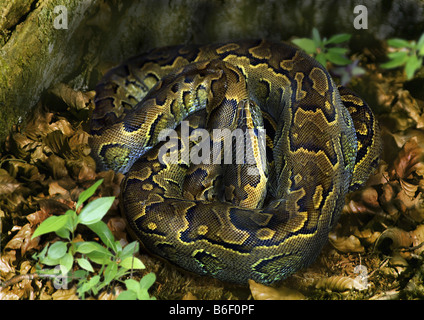 Burmesische Python, Indian Python (Python aus), aufgerollt auf Boden Stockfoto