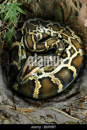 Burmesische Python, Indian Python (Python aus), aufgerollt auf Boden Stockfoto