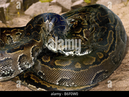Afrikanischen Python, Wasser Python, African Rock Python (Python Sebae), aufgerollt Stockfoto