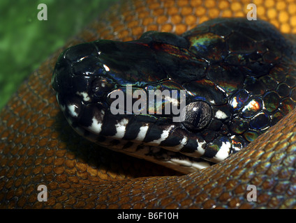 D ' Albert Wasser Python, Weißlippen-Python, D'Albertis' Python (Leiopython Albertisii, Morelia Albertisii), portrait Stockfoto