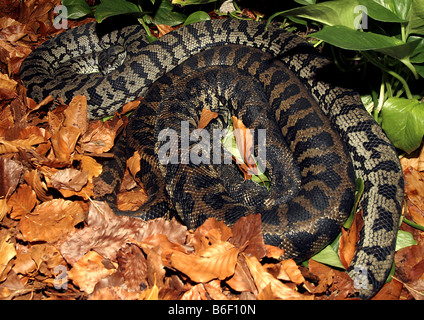 Diamant-Python (Morelia Argus, Morelia Spilota Spilota), paar Stockfoto
