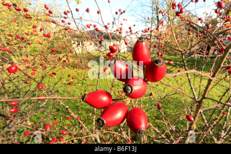 Hundsrose (Rosa Canina), Früchte Stockfoto