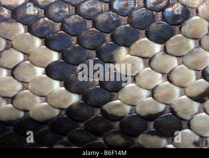 Diamant-Python (Morelia Argus, Morelia Spilota Spilota), Schuppen Stockfoto