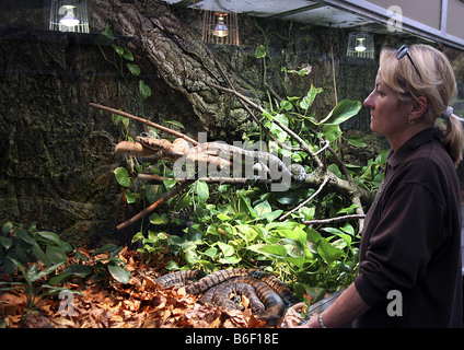 Diamant-Python (Morelia Argus, Morelia Spilota Spilota), Frau steht vor einem terrarium Stockfoto