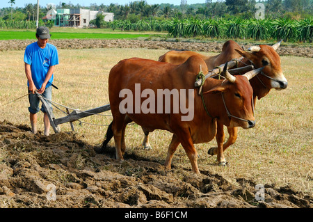 Geharnischten buckelig Rinder ziehen eine einfache einzelne Klinge Pflügen durch eine Reis-Feld, Provinz Binh Thuan, Vietnam, Südostasien Stockfoto