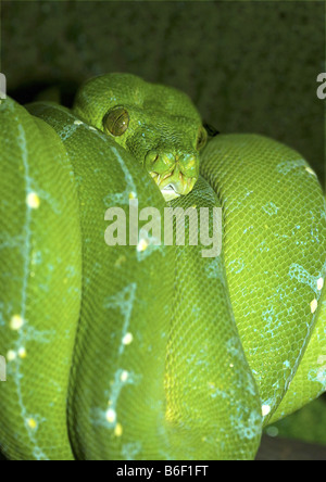 Grüner Baumpython (Chondropython Viridis, Morelia Viridis), aufgerollt auf Ast Stockfoto