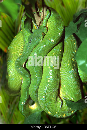 Grüner Baumpython (Chondropython Viridis, Morelia Viridis), aufgerollt auf Ast Stockfoto