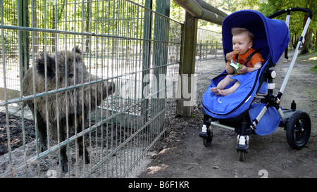 Wildschwein, Schwein, Wildschwein (Sus Scrofa), Lttle junge gerade auf ein Wildschwein im vivarium Stockfoto