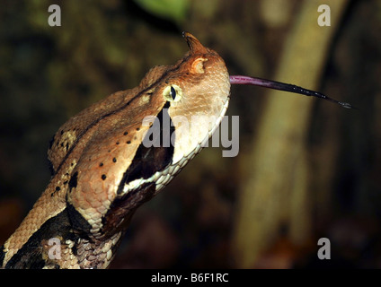 Gabun Viper (Bitis Gabonica), stieß Portrait mit aus tonue Stockfoto