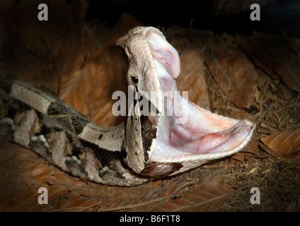 Gabun Viper (Bitis Gabonica), mit offenem Mund Stockfoto