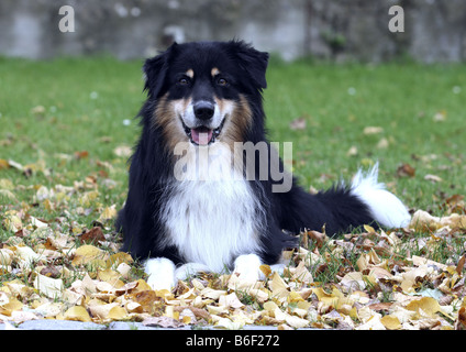 Australian Shepherd (Canis Lupus F. Familiaris), Lys auf Wiese mit Herbst Blätter, Deutschland Stockfoto