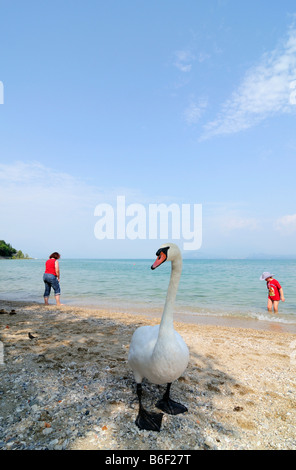 Schwan vor Touristen an den Ufern des Lago di Garda oder Gardasee, Sirmione, Lombardei, Italien, Europa Stockfoto