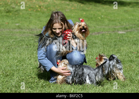 Yorkshire Terrier (Canis Lupus F. Familiaris), spielt die Frau mit ihren Hunden auf einer Wiese, Deutschland Stockfoto
