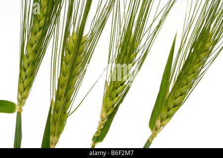 Gerste Hordeum vulgare Stockfoto