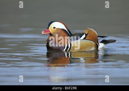 Mandarinente (Aix Galericulata), Drake in hochzeitliche Färbung, Deutschland, Nordrhein-Westfalen Stockfoto