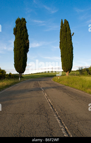 Zwei Zypressen am Straßenrand Umbrien Italien Stockfoto