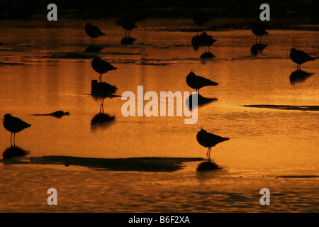 nördlichen Kiebitz (Vanellus Vanellus), stehend im Wasser bei Sonnenuntergang, Niederlande, Texel Stockfoto