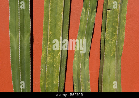 Kakteen und bemalte Wand, San Miguel de Allende, Mexiko Stockfoto