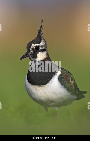 nördlichen Kiebitz (Vanellus Vanellus), stehend auf einer Wiese, Deutschland Stockfoto