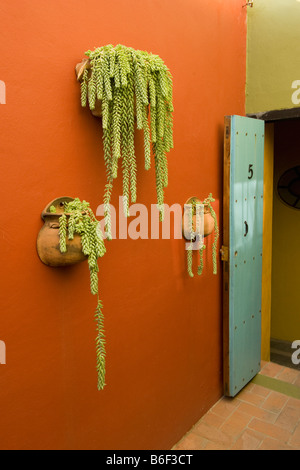 Burro Tail Sedum Morganianum San Miguel de Allende Mexiko Stockfoto