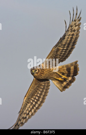 Kornweihe (Circus Cyaneus), fliegen, Deutschland Stockfoto