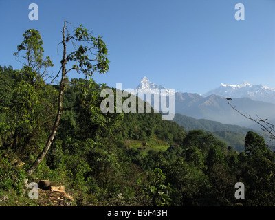 Matschaputschare (Fishtail) Berg, zwischen Pothana und Dhampus, Annapurna Ausläufern, Gandaki, Himalaya, Nepal, Zentralasien gesehen Stockfoto