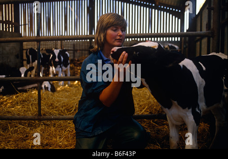 Auf weichem Stroh von einem Bauernhof prüft Scheune Dame Tierarzt Diana Stapleton eine junge Fresian Kuh Kuh bei Manor House Farm, Barnoldswick Stockfoto