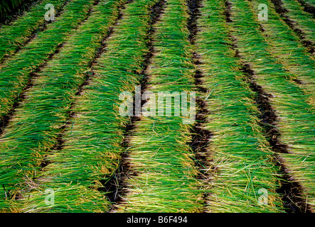 Reisfelder, Reisfeld, Landwirtschaft, Landwirtschaftliche Kulturen, Bauernhof, Getreideanbau in der Nähe von Erhai See, Dali, Yunnan, China, Asien Stockfoto