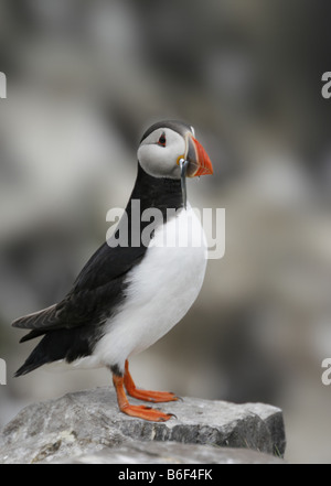 Papageitaucher (Fratercula Arctica) mit Sandaale im Schnabel.  Fotografiert auf den Farne Islands, Northumberland, UK. Stockfoto